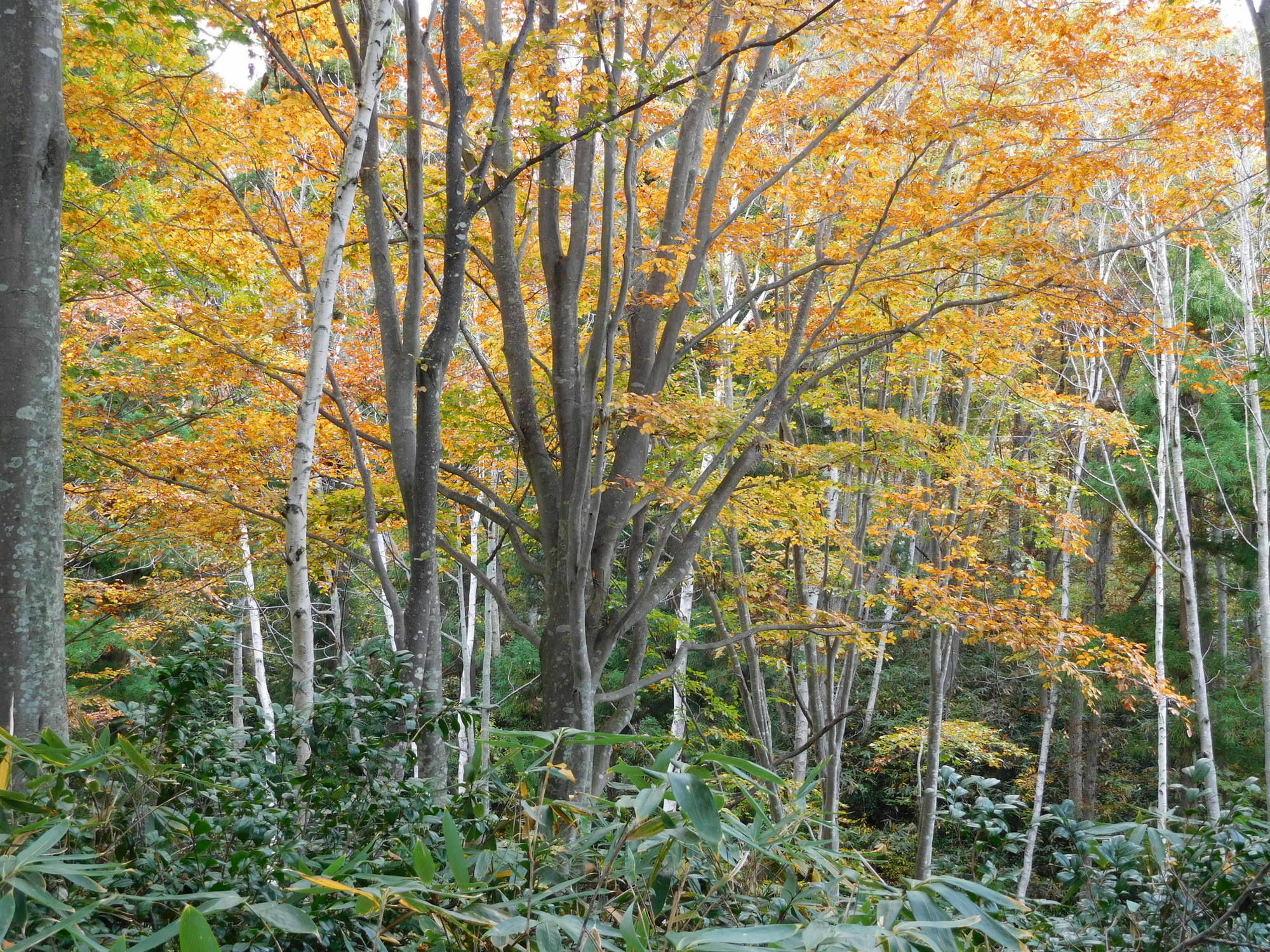Madarao Elm Pension Iiyama Esterno foto